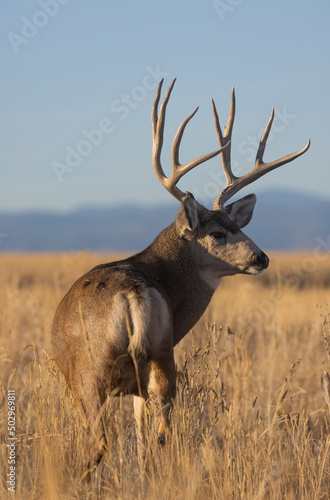 Fototapeta Naklejka Na Ścianę i Meble -  Buck Mule Deer During the Rut in Colorado in Autumn