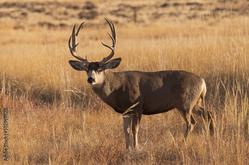 Buck Mule Deer During the Rut in Colorado in Autumn