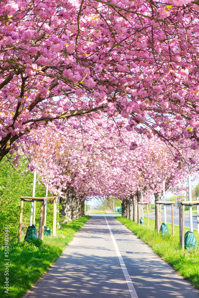 Naklejka premium Sakura - Avenue of blooming pink cherry trees in spring