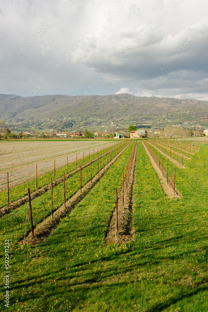 Rural landscape. Young vineyard in the Treviso pre-Alps. Fresh spring shades. Vertical image.