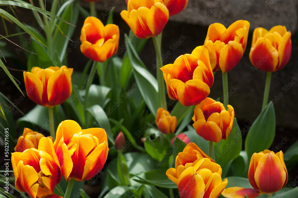yellow and red tulips on display at the conservatory yellow and red tulips on display at the conservatory