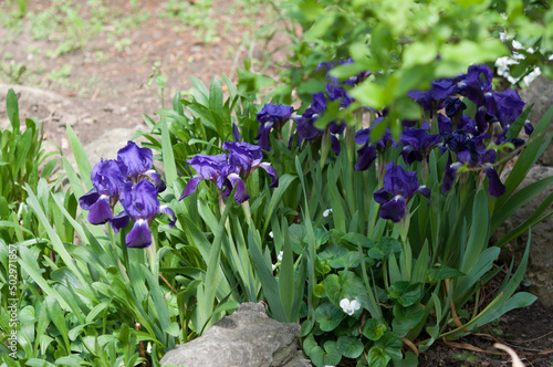 iris flowers in part sun and shade