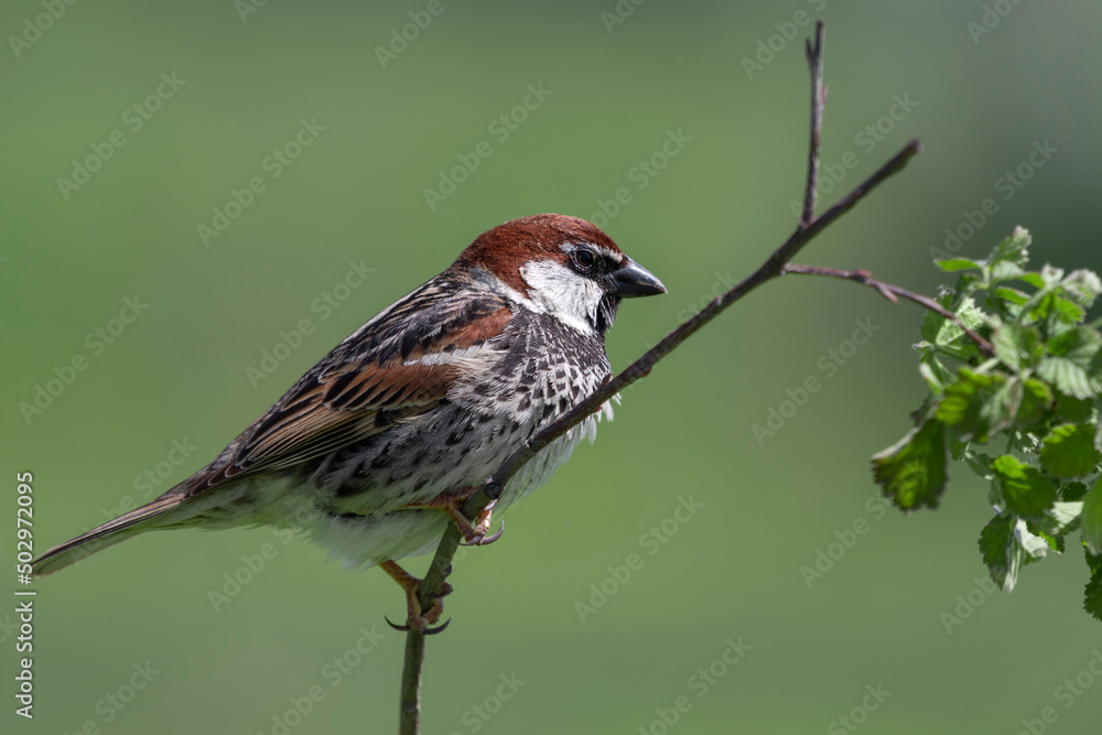 Fototapeta premium sparrow on small branch