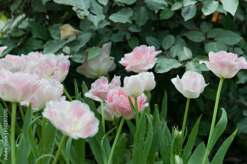 pink and white tulips on a leafy background