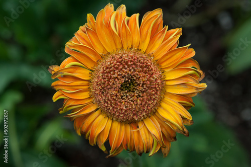 gerbera daisy isolated on a green background