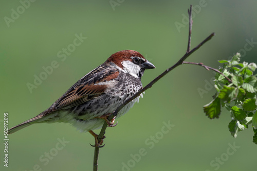 sparrow on small branch