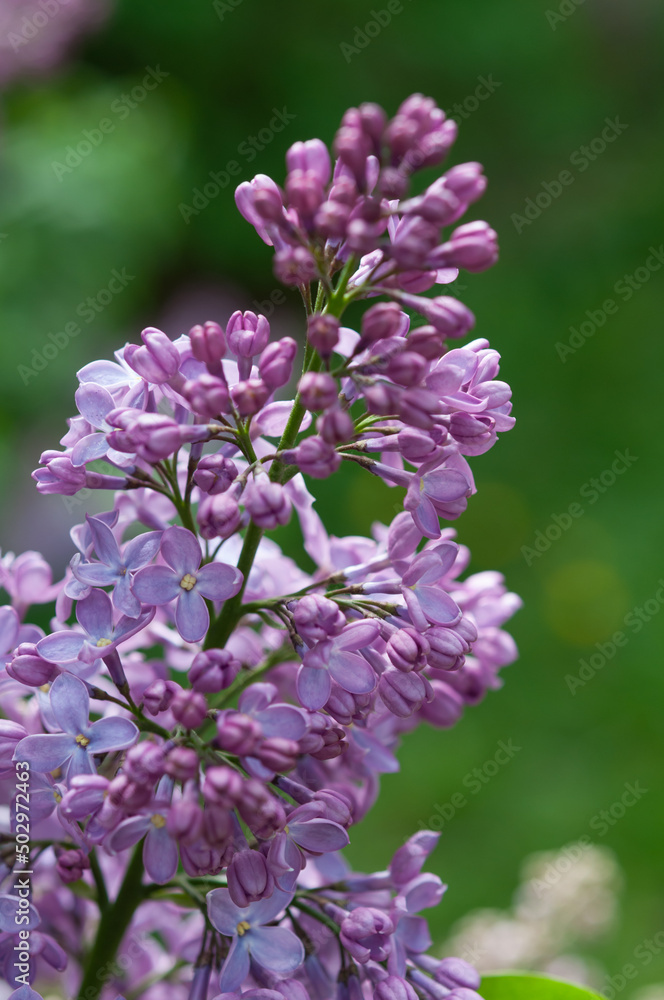 violet Syringa vulgaris blossom in the sun (on a green bokeh background) violet Syringa vulgaris blossom in the sun (on a green bokeh background)