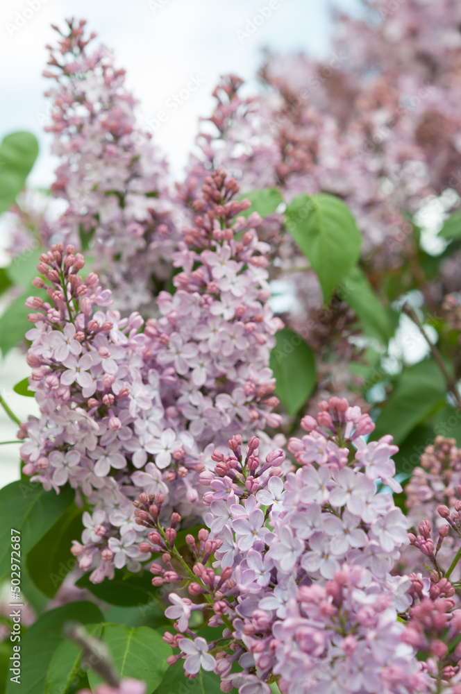 Obraz premium pink Syringa vulgaris blossoms on a light background