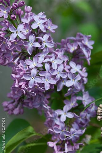 violet blue Syringa vulgaris on a green background © eugen