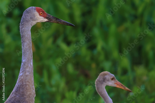 Mother and Child Sandhill Crane looking into Distance