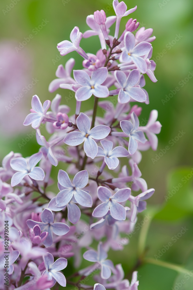 close up of Syringa vulgaris on a green background close up of Syringa vulgaris on a green background