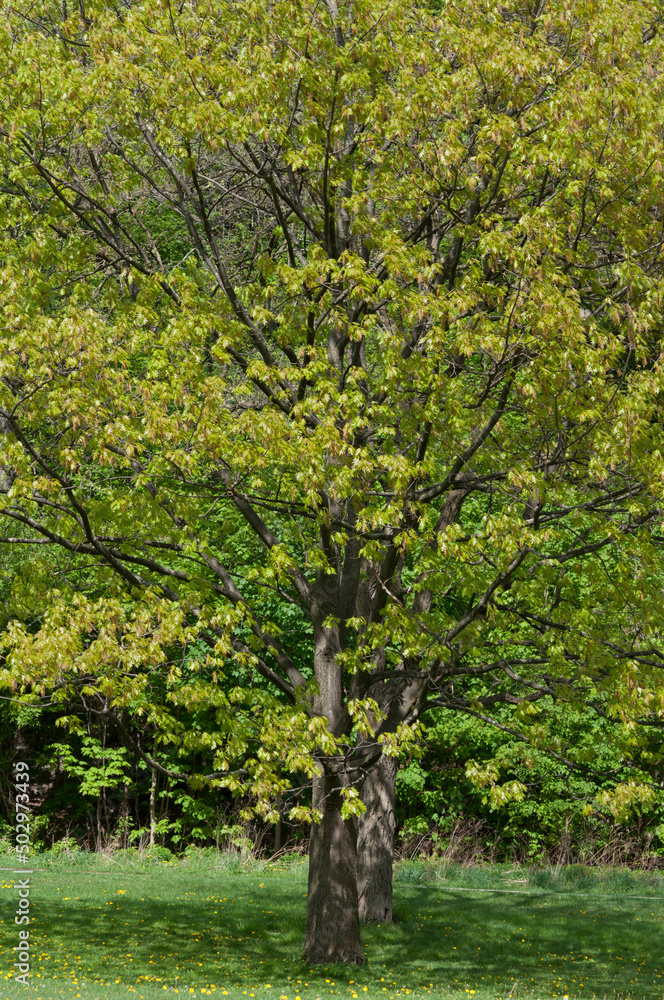 tree in spring