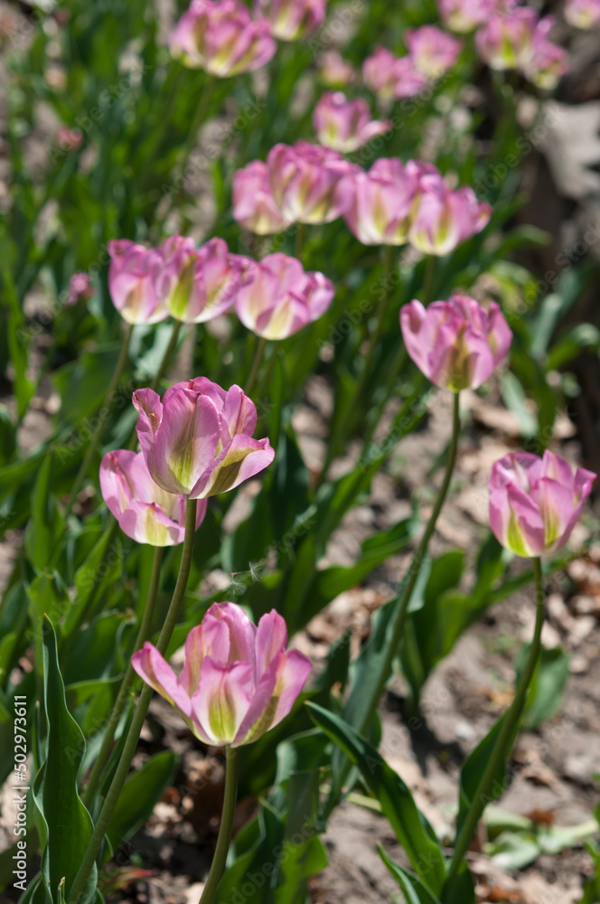 fancy, variegated tulips in pink and green in the garden 