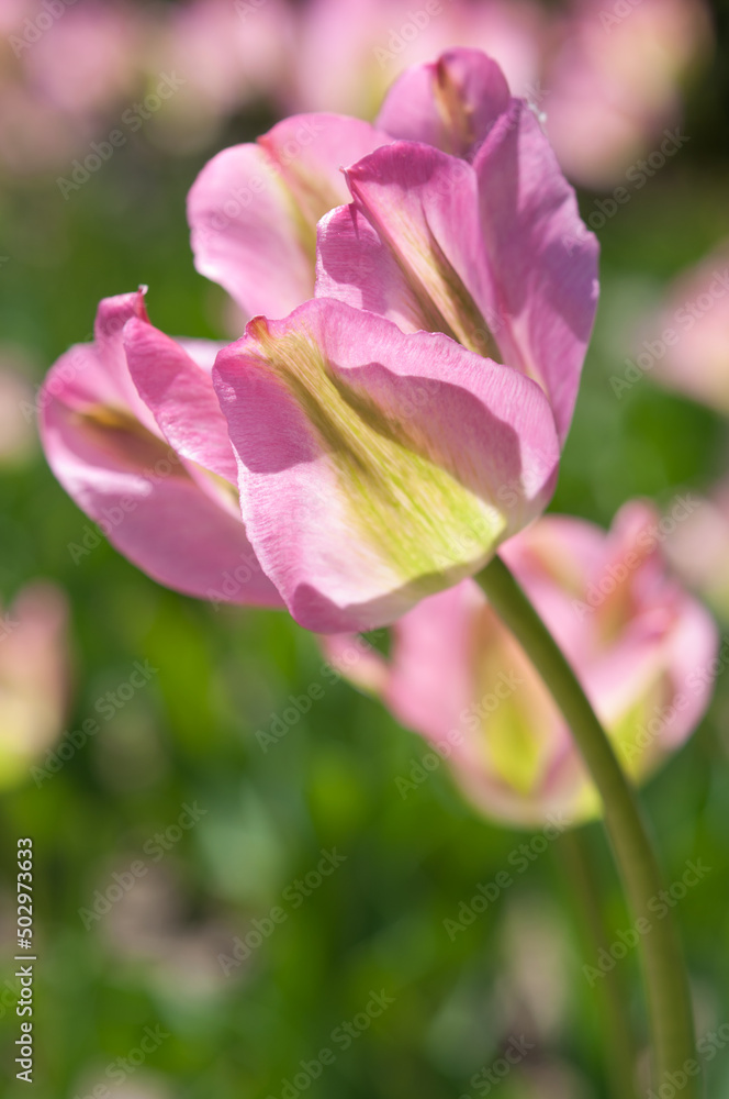 Obraz premium fancy, variegated tulips in pink and green in the garden 