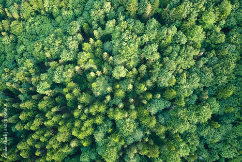 Aerial view of green pine forest with dark spruce trees. Nothern woodland scenery from above photo
