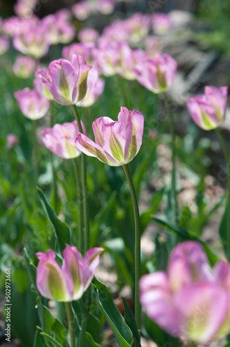 fancy  variegated tulips in pink and green in the garden 