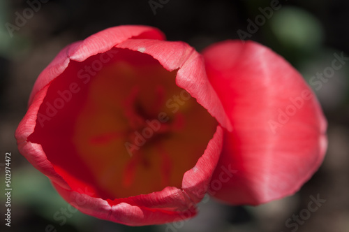 pink flowers in spring - top view