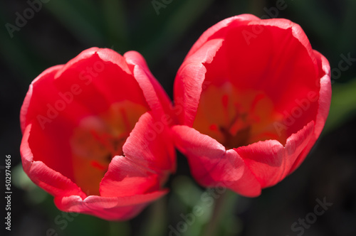 two flowers viewed from above