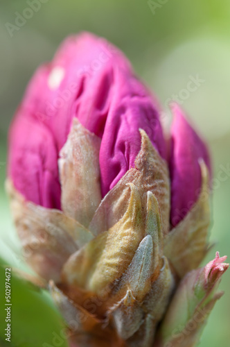 close up of a rhododendron flower bud 