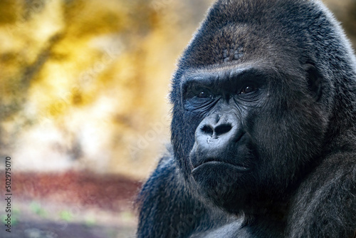 Obraz na plátne silverback king gorilla face close up eyes contact looking at you