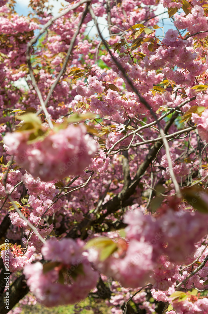 pink blossoms in spring pink blossoms in spring