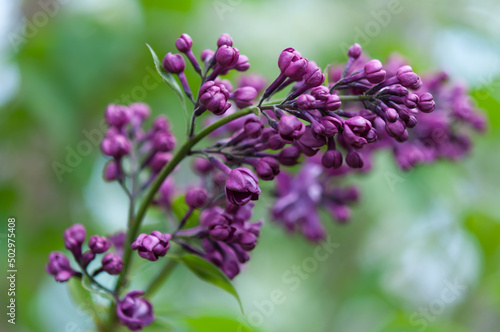 violet Syringa vulgaris on a bokeh background
