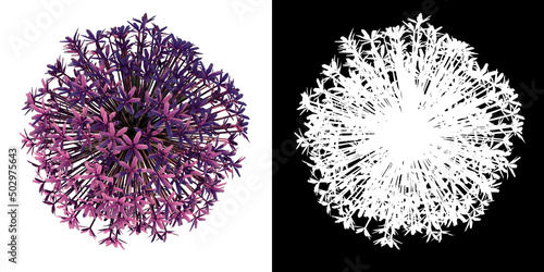 Top view of Plant Flower ( Allium giganteum 2) Tree png with alpha channel to cutout made with 3D render photo