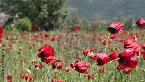 mountain wievs with flowers from fethiye turkey red poppy flowers spring time anatolia