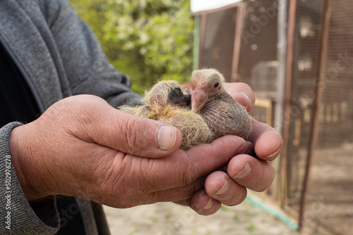 Canvas-taulu A pair of pigeon chick in fancier hand