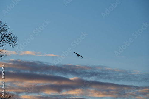 Silhouette of red kite on blue sky with clouds during winter sunset in Sweden