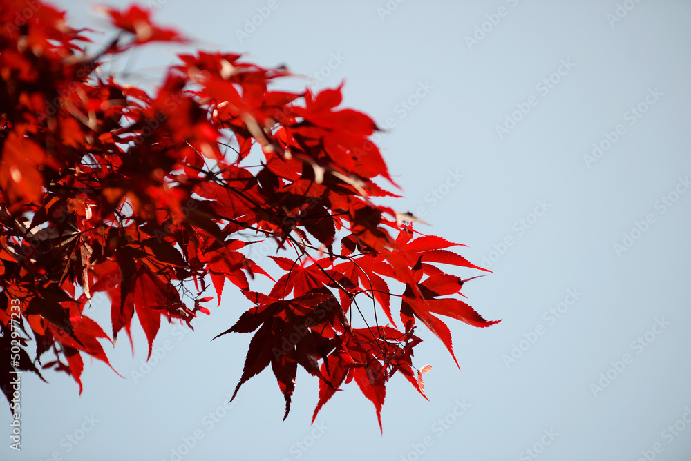 Feuillage rouge d'Acer érable du Japon Feuillage rouge d'Acer érable du Japon