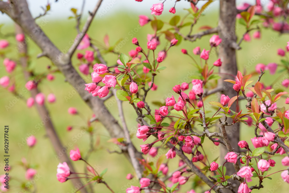 Flower of Hall crabapple starting to bloom Flower of Hall crabapple starting to bloom