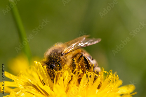 Detail closeup of honeybee, Apis Mellifera, european, western honey bee covered in yellow pollen.