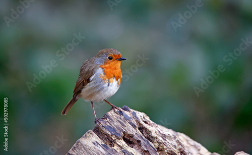 Eurasian robin perched on a log in the wood © Stephen