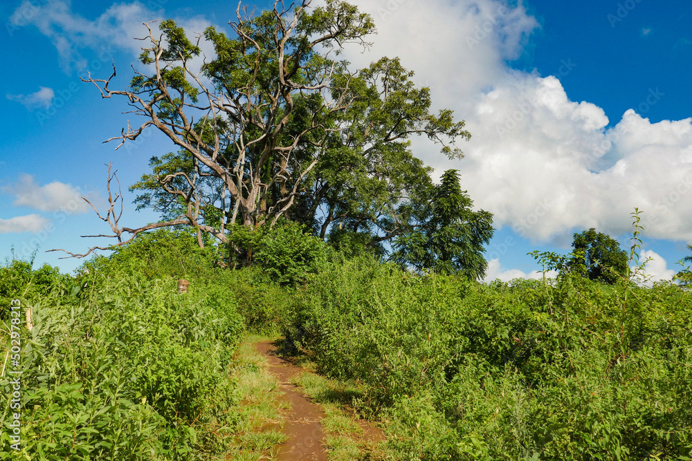 trees and sky in Mbeya, Tanzania