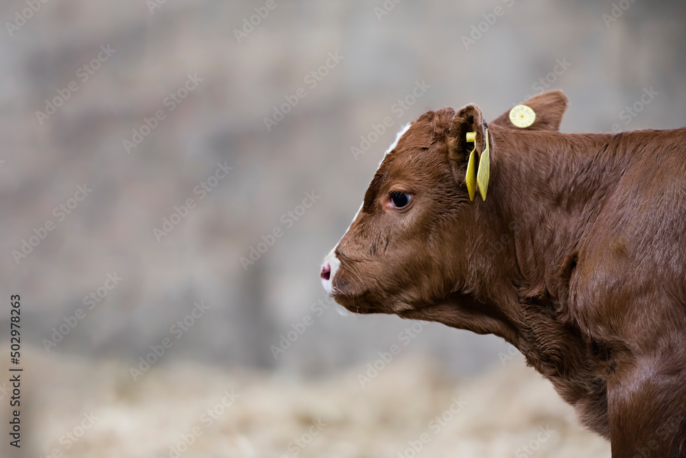 Fototapeta premium Brown Calf Cow in a farm barn isolated background