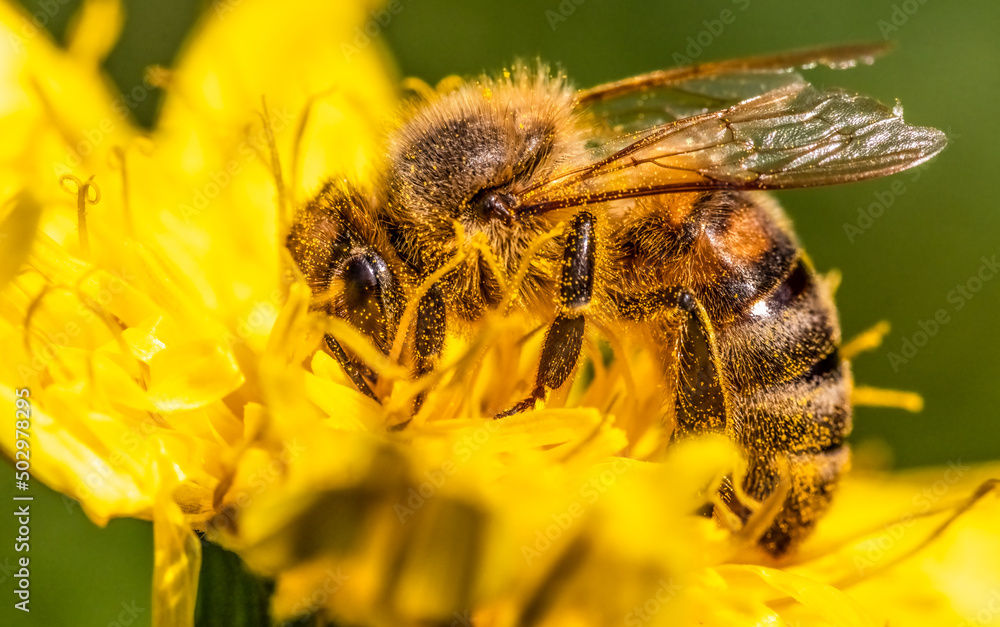 Detail closeup of honeybee, Apis Mellifera, european, western honey bee covered in pollen on yellow Dandelion flower. Selective focus, blured background Detail closeup of honeybee, Apis Mellifera, european, western honey bee covered in pollen on yellow Dandelion flower. Selective focus, blured background