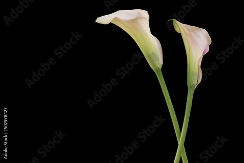 Zwei blühende Callas auf schwarzem Hintergrund