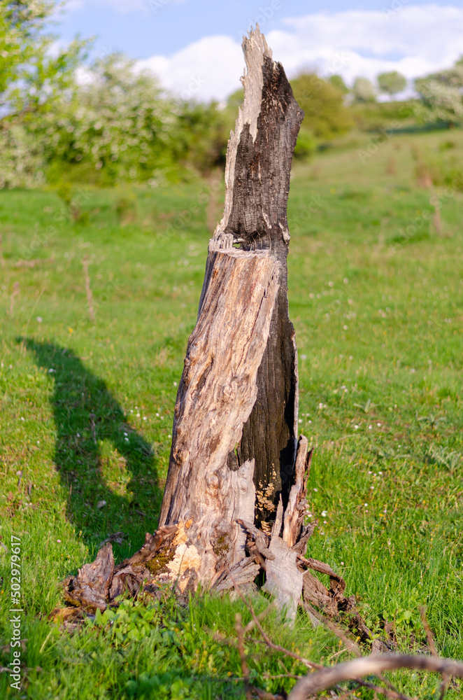 Obraz premium tree trunk