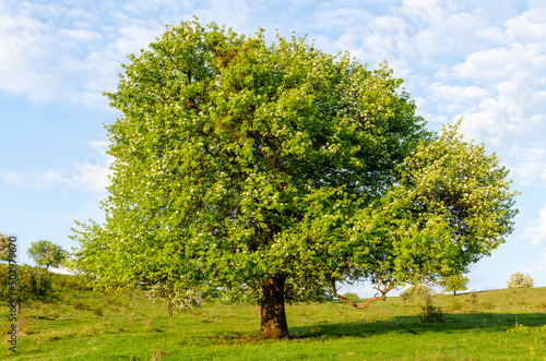 tree in the field