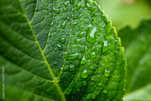 Gouttes d'eau de pluie sur feuilles photo