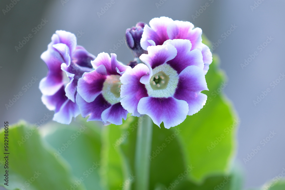 Fototapeta premium Close-up of the bunch of primrose auricula flowers