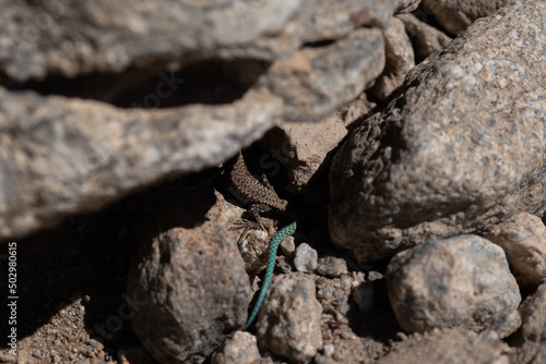 Iberolacerta cyreni. Lagartija carpetana. Lagarto marron con la cola verde escondido entre rocas. © Antonio Ortiz Saiz
