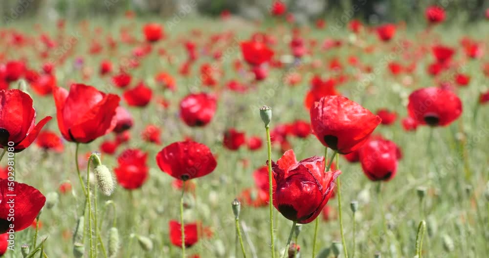 red poppy field with wind spring time fethiye turkey flowers in nature red poppy field with wind spring time fethiye turkey flowers in nature