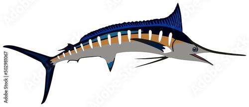 Marlin fish cartoon vector drawing underwater marine life on isolated background lives in deep blue water in ocean wild predator animal fisherman fishing concept jumping logo concept illustration