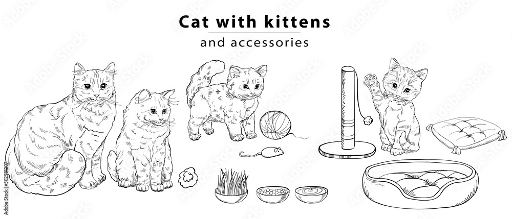 A cat set with cute kittens, soft pillows and accessories for games. A cat set with cute kittens, soft pillows and accessories for games.