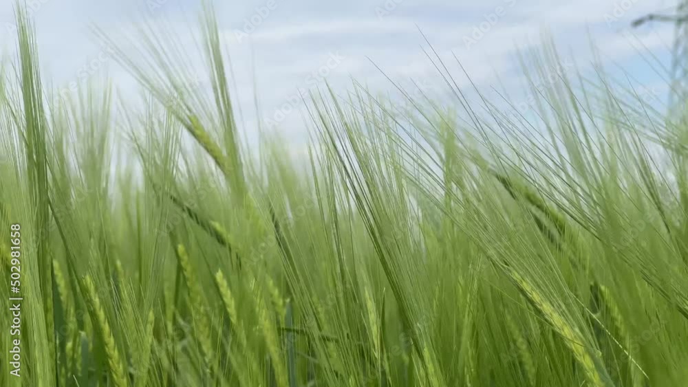 Agriculture. Ripening crops under the warm sun. Wind sways thick barley in a field creating waves. A cereal field for making bread. A large crop of grain. Agricultural business. Agriculture. Ripening crops under the warm sun. Wind sways thick barley in a field creating waves. A cereal field for making bread. A large crop of grain. Agricultural business.