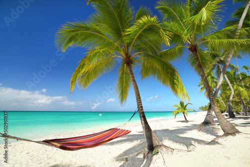 Coconut palm garden at the tropical beach with hammock