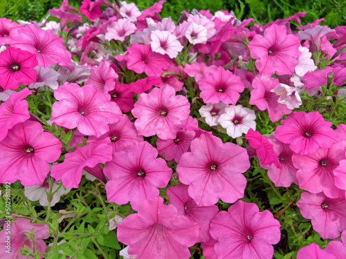 pink petunia flowers in the pot outdoors background photo