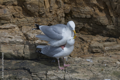 Slika na platnu mating herring gulls